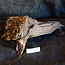 Mopane Wurzel - Skulptur, ca. 45 x 30 x 27 cm, 91586