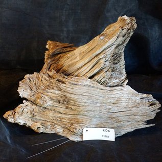 Camel thorn root - sculpture, approx. 50 x 40 x 30 cm, 91588