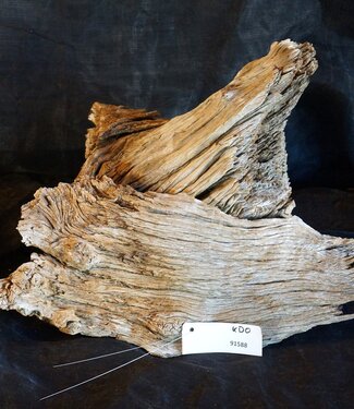 Camel thorn root - sculpture, approx. 50 x 40 x 30 cm, 91588