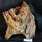 Camel thorn root - sculpture, approx. 50 x 40 x 30 cm, 91588
