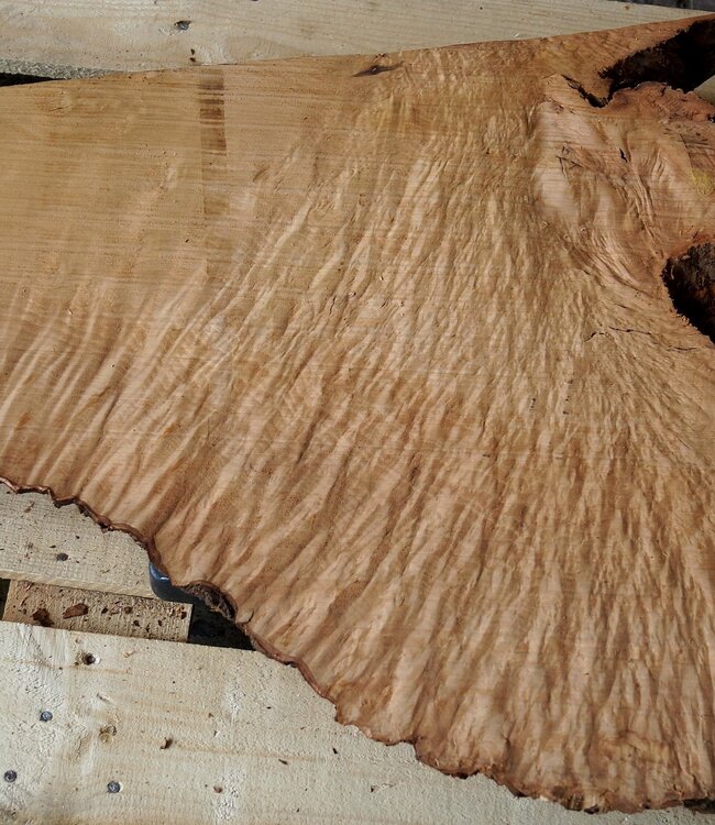 Madrona burl slab, approx. 870 x 630 x 40 mm, 12467