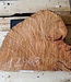 Madrona burl slab, approx. 540 x 530 x 40 mm, 12448