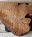 Madrona burl slab, approx. 540 x 530 x 40 mm, 12448
