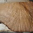 Madrona burl slab, approx. 920 x 660 x 40 mm, 12447