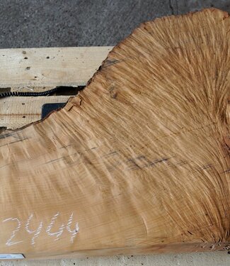 Madrona burl slab, approx. 900 x 730 x 40 mm, 12444