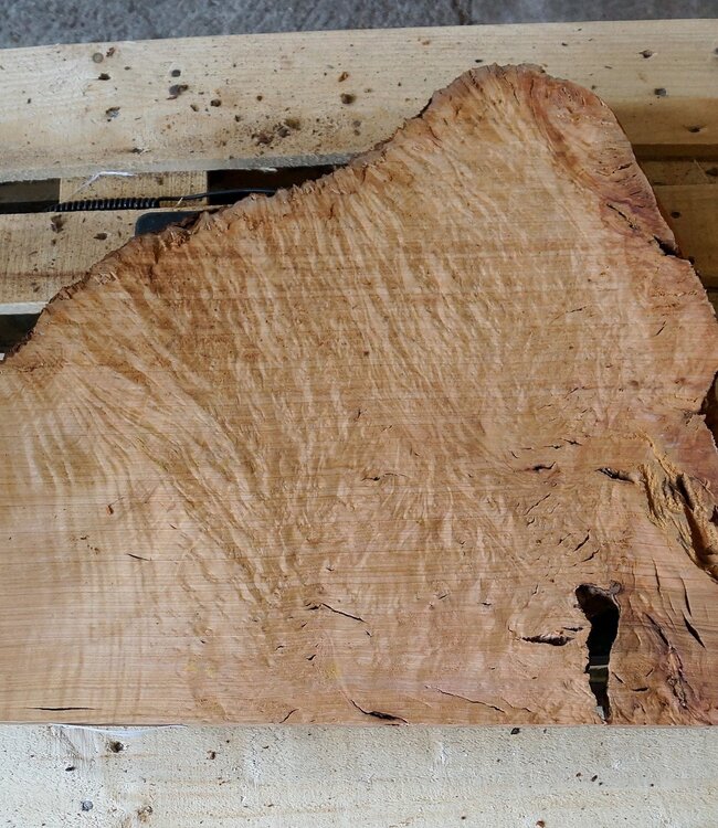 Madrona burl slab, approx. 550 x 590 x 40 mm, 12432