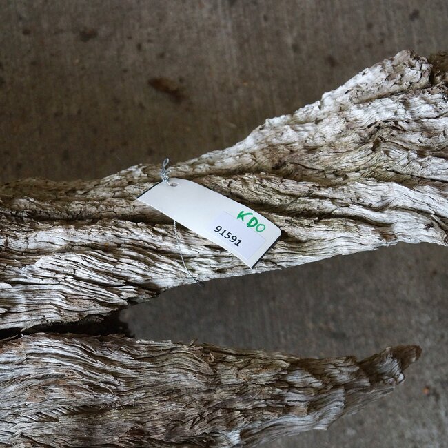 Kameldorn Wurzel - Skulptur, ca. 200 x 58 x 44 cm, 91591