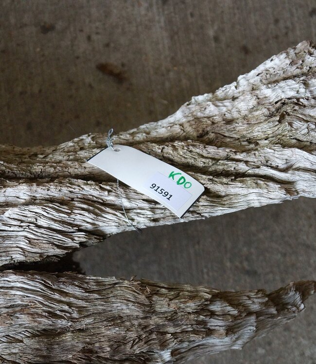 Kameldorn Wurzel - Skulptur, ca. 200 x 58 x 44 cm, 91591