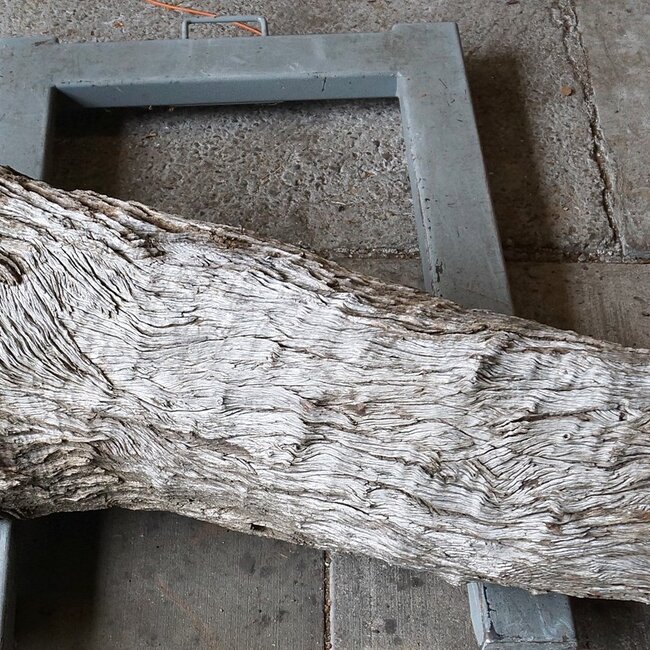 Kameldorn Wurzel - Skulptur, ca. 200 x 58 x 44 cm, 91591