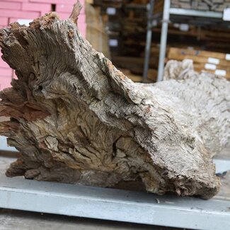 Kameldorn Wurzel - Skulptur, ca. 200 x 58 x 44 cm, 91591