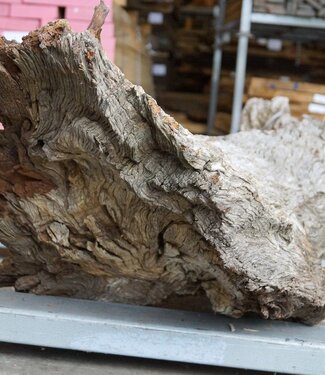 Kameldorn Wurzel - Skulptur, ca. 200 x 58 x 44 cm, 91591