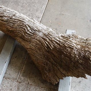 Camel thorn root - sculpture, approx. 200 x 58 x 44 cm, 91591