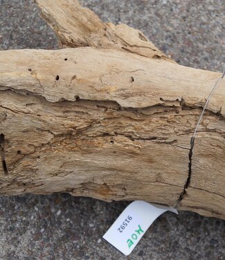 Mopane root - sculpture approx. 200 x 80 x 20 cm, 91592