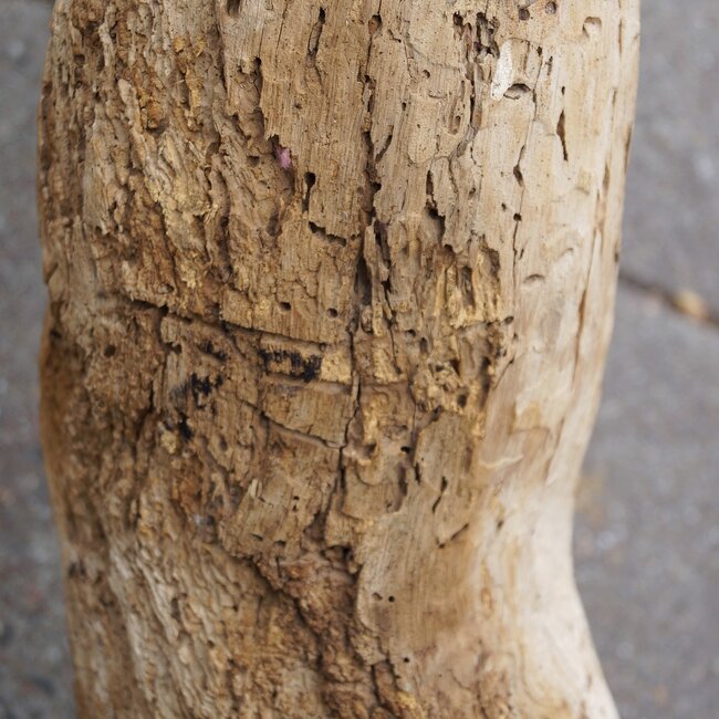 Mopane root - sculpture approx. 200 x 80 x 20 cm, 91592