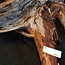 Mopane Wurzel - Skulptur, ca. 75 x 70 x 25 cm, 91611