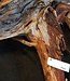 Mopane root - sculpture approx. 75 x 70 x 25 cm, 91611