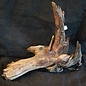 Mopane root - sculpture approx. 75 x 70 x 25 cm, 91611