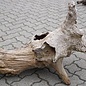 Mopane root - sculpture approx. 160 x 50 x 63 cm, 91615