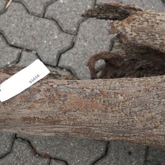 Mopane Wurzel - Skulptur, ca. 184 x 60 x 55 cm, 91616