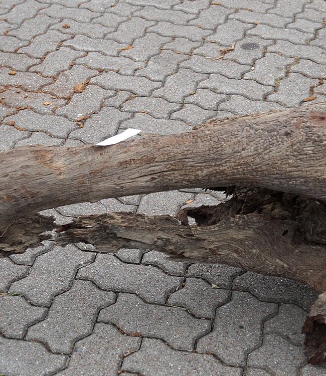 Mopane Wurzel - Skulptur, ca. 184 x 60 x 55 cm, 91616