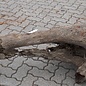 Mopane root - sculpture approx. 184 x 60 x 55 cm, 91616