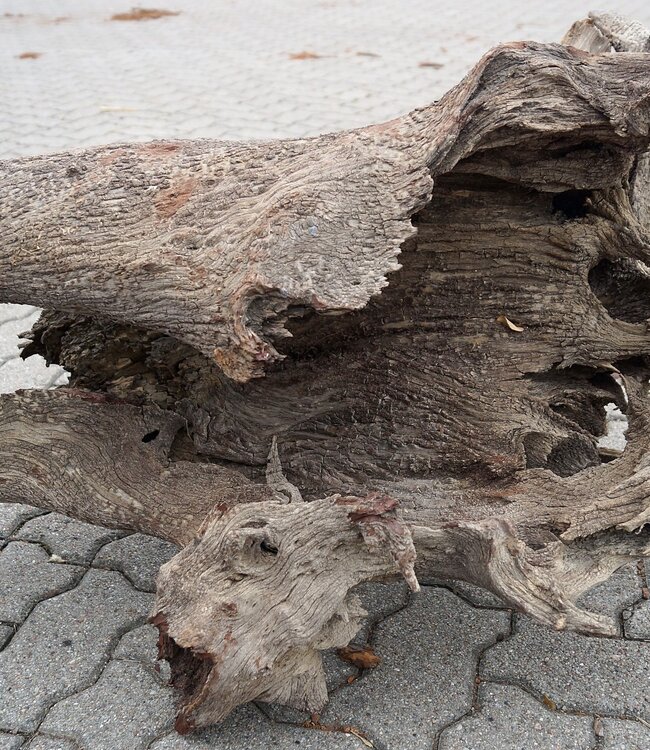 Mopane Wurzel - Skulptur, ca. 184 x 60 x 55 cm, 91616