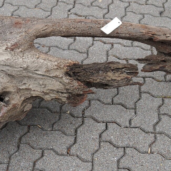 Mopane Wurzel - Skulptur, ca. 184 x 60 x 55 cm, 91616