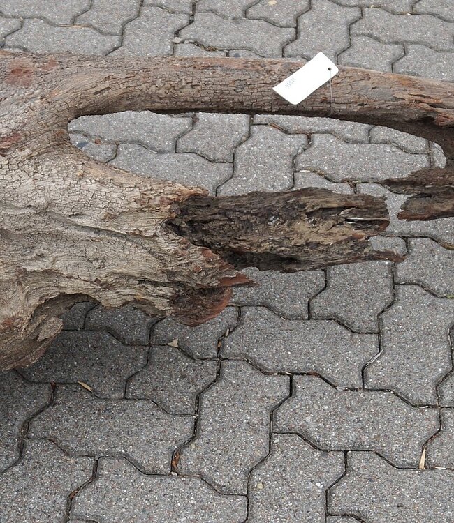 Mopane root - sculpture approx. 184 x 60 x 55 cm, 91616