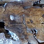 Olive slab, tree slice, approx. 950 x 600 x 52 mm, 12513