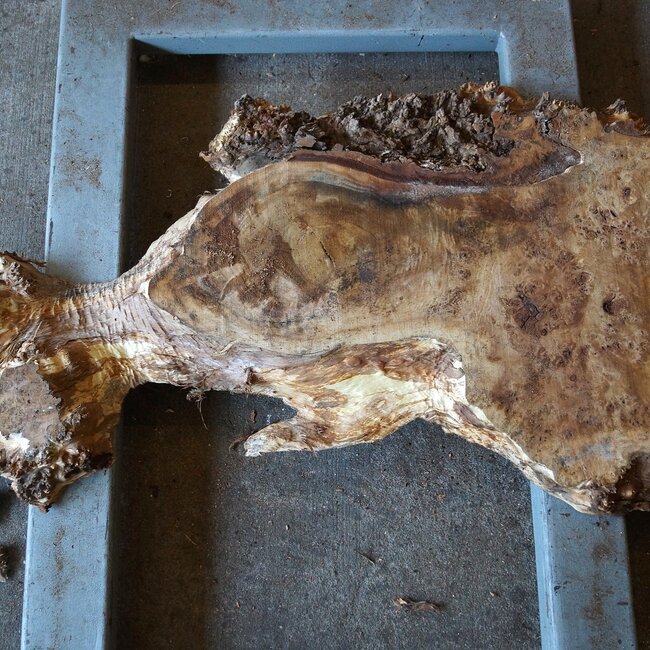 Pappel Maserplatte, ca. 1300 x 660/170 x 70 mm, 12397