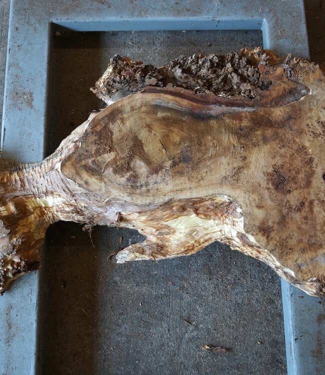 Mappa Burl slab, approx. 1300 x 660/170 x 70 mm, 12397