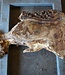 Mappa Burl slab, approx. 1300 x 660/170 x 70 mm, 12397