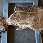 Mappa Burl slab, approx. 1300 x 660/170 x 70 mm, 12397