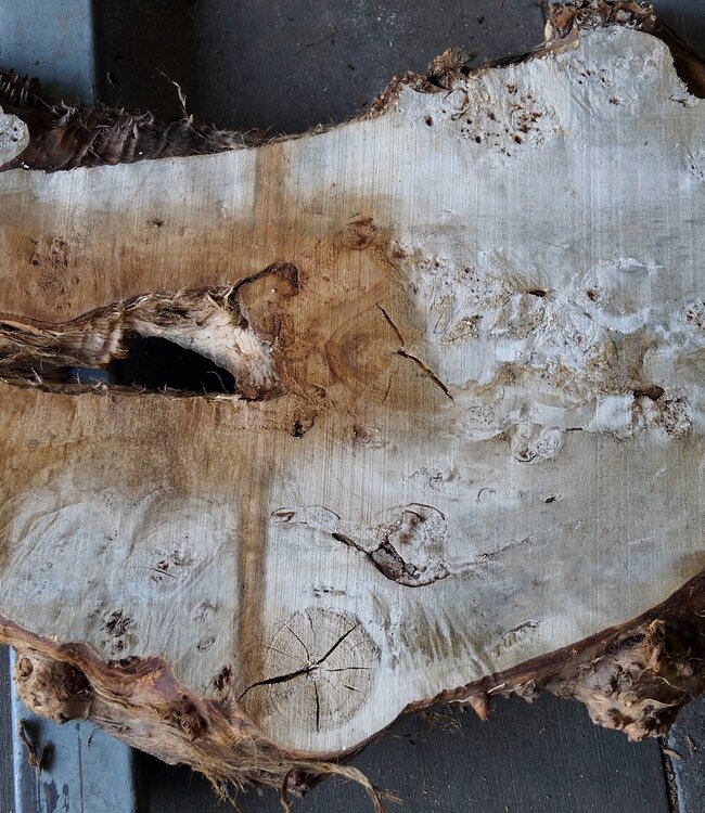Poplar burl, approx. 990 x 800/640 x 65 mm, 12668