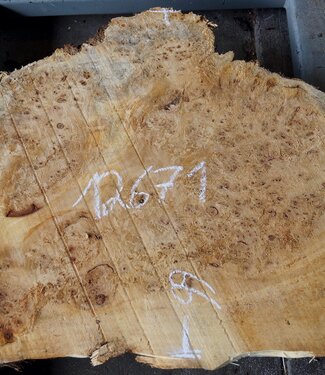 Poplar burl, approx. 760 x 660 x 75 mm, 12671