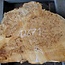 Poplar burl, approx. 760 x 660 x 75 mm, 12671
