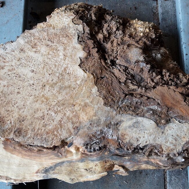 Pappel Maser, ca. 760 x 660 x 75 mm, 12671