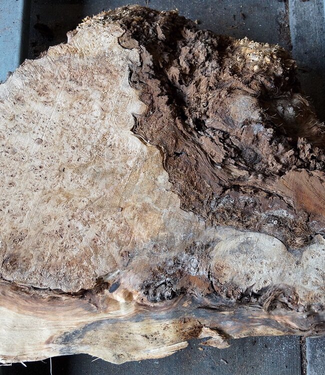 Pappel Maser, ca. 760 x 660 x 75 mm, 12671