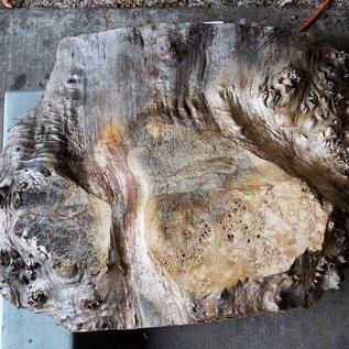 Poplar burl, approx. 590 x 450 x 52 mm, 12684