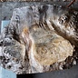 Poplar burl, approx. 590 x 450 x 52 mm, 12684