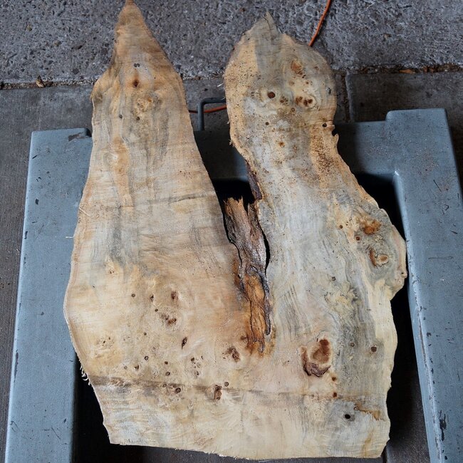 Pappel Maser, ca. 780 x 470 x 52 mm, 12685