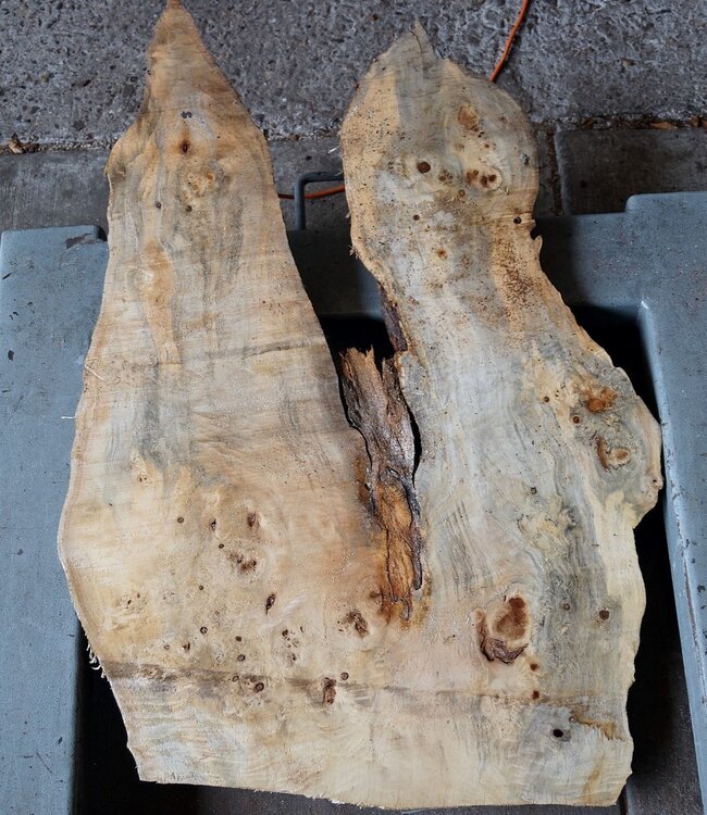 Pappel Maser, ca. 780 x 470 x 52 mm, 12685