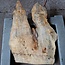 Poplar burl, approx. 780 x 470 x 52 mm, 12685