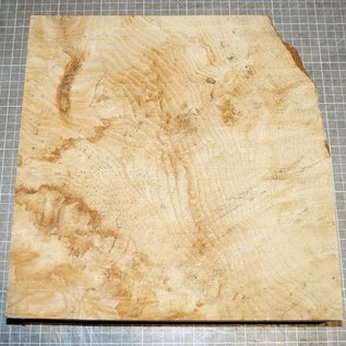 Ash burl, approx. 300 x 300 x 53 mm, 3,4 kg