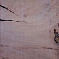 Eucalyptus Tischplatte, ca. 1400 x 800(900) x 52 mm, 12640