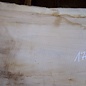 Maple table top, approx. 1700 x 580(740) x 52 mm, 12645