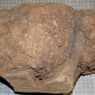 Caniste Burl, approx. 280 x 190 x 160 mm, 4,7 kg