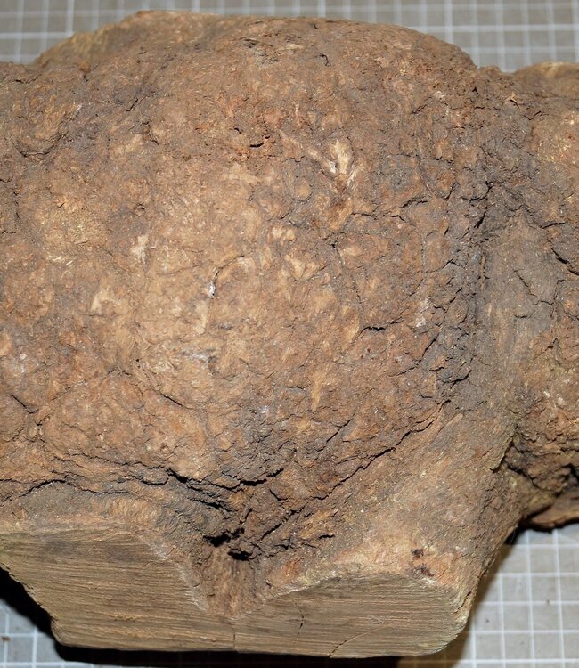 Caniste Maser Knolle, ca. 280 x 190 x 160 mm, 4,7 kg