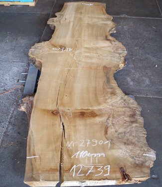 Poplar burl, Mappa table top, approx. 3200 x 970(1270) x 80 mm, 12739