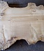 Pappel Maser Tischplatte, ca. 3200 x 970(1270) x 80 mm, 12739